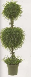 double ball topiary 3391x
