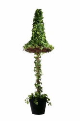 ivy topiary tree