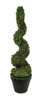 myrtle spiral topiary tree