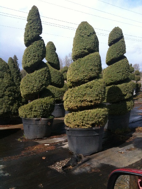 Picea gl and  'Conica Spiral
