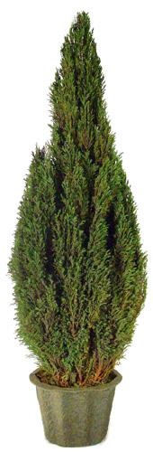 Preserved Natural Topiary 30 inch