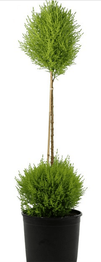 Lemon Cypress 2x Ball on Stem, Pot Size 8 inches, 36 inches Tall