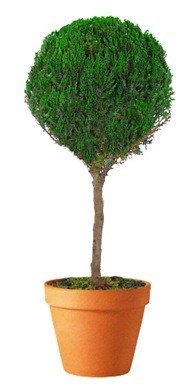 Preserved Single Ball Topiary 40 inch