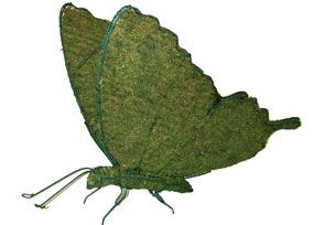Butterfly, 20 inch   (Mossed) 20 inch  x 24 inch  x 10 inch