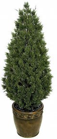 53 inch Polyblend Ming Aralia Cone Topiary