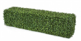 48 and 12 and 12 inch Ultraviolet (UV) Boxwood Hedge