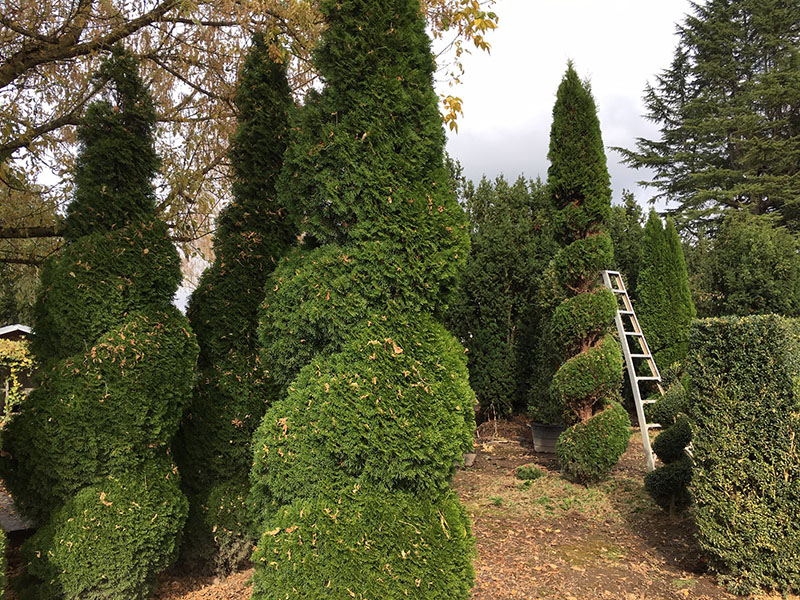 Live Tall Topiary Trees, Spiral Trees For Landscaping