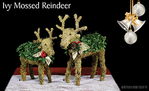 live-ivy-mossed-reindeer-topiary