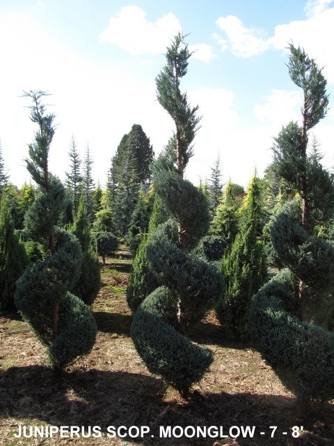 Juniperus Scop and  Moonglow (7 to 8 feet )