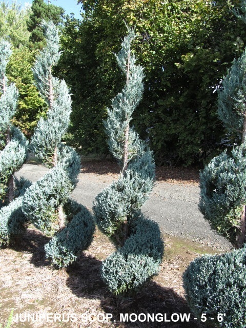 Juniperus Scop and  Moonglow (5 to 6 feet )