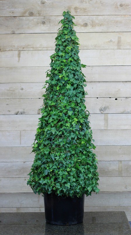 210G, Ivy Live Topiary Trees