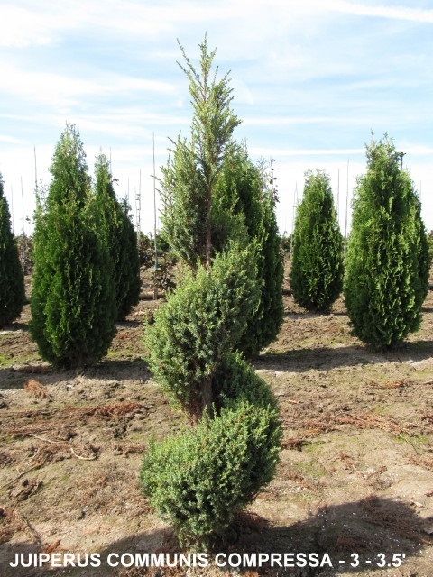 Juniperus Communis Compressa (3 to 3 and 5 feet )