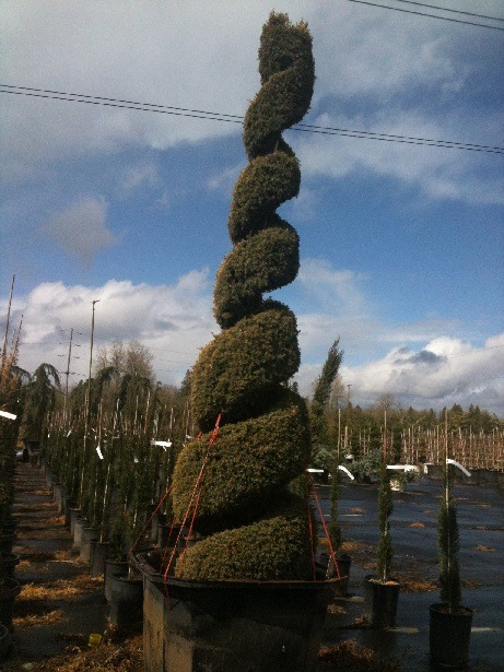 Juniperus com and  'Gold Totem Pole' Spiral
