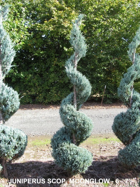Juniperus Scop and  Moonglow (6 to 7 feet )