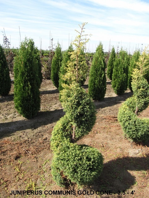 Juniperus Communis Gold Cone (3 and 5 to 4 feet)