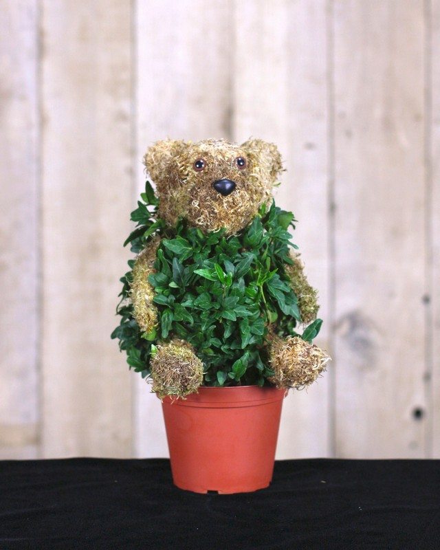 Mossed Ivy Bear Fresh Topiary, 12 inches Tall