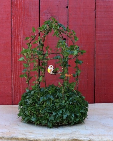 403G, Ivy Live Topiary Plants