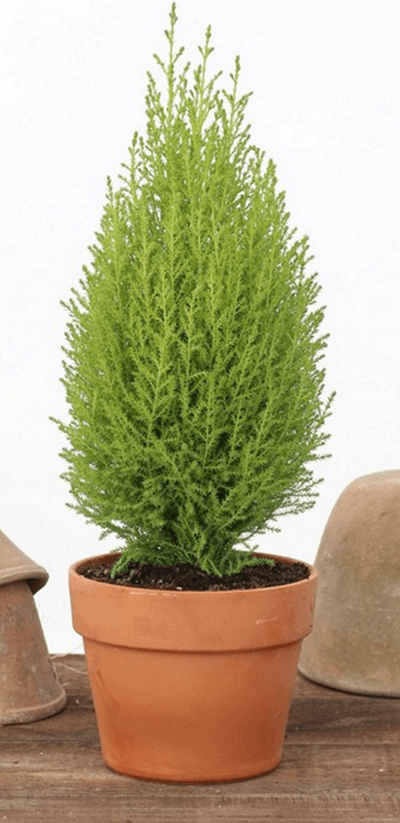 452, Cypress Live Topiary Plants