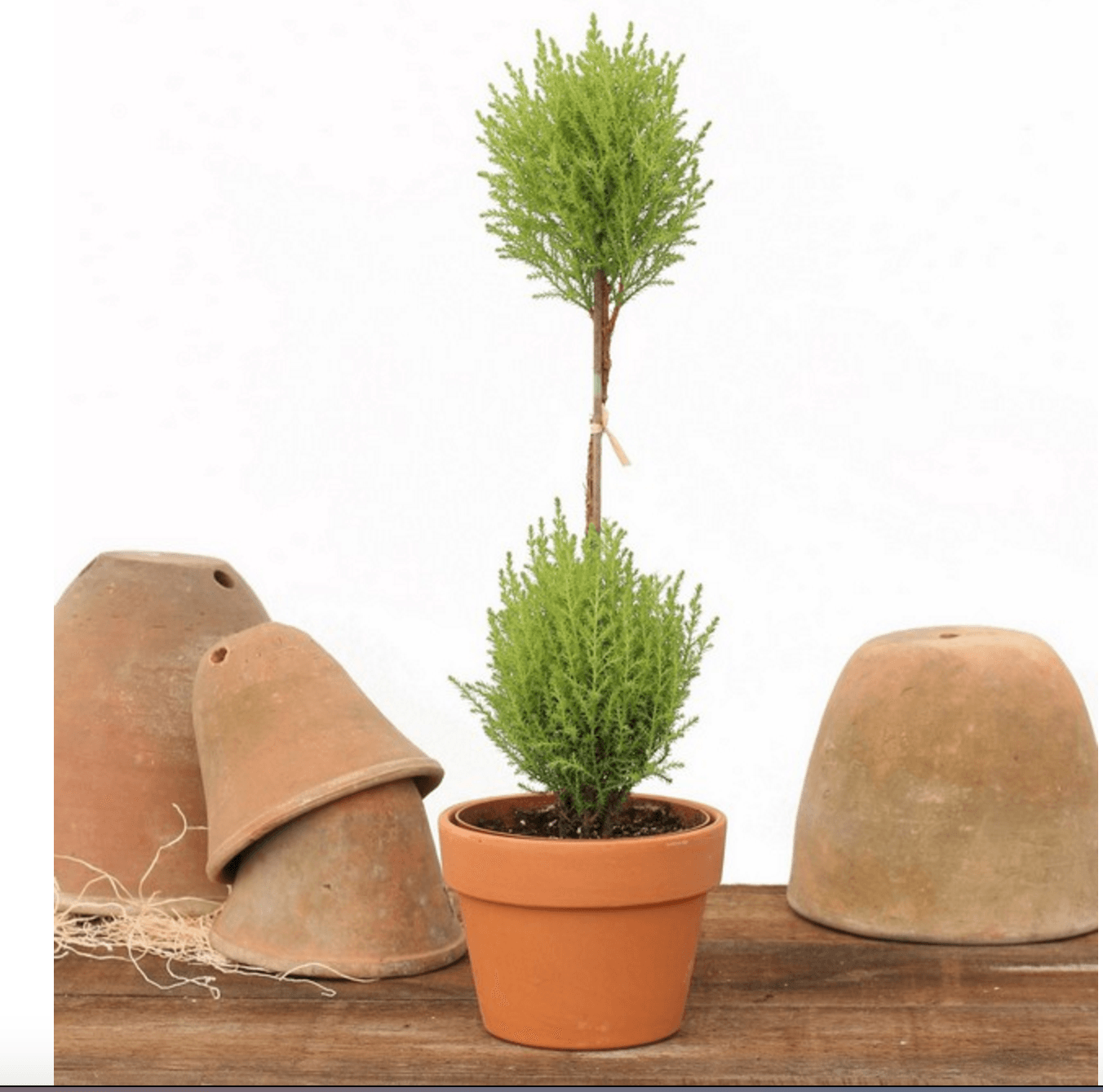 1 and 5 LB Cypress Ball Topiary