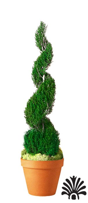 Preserved Classic Spiral Topiary 96 inch in Juniper Foliage