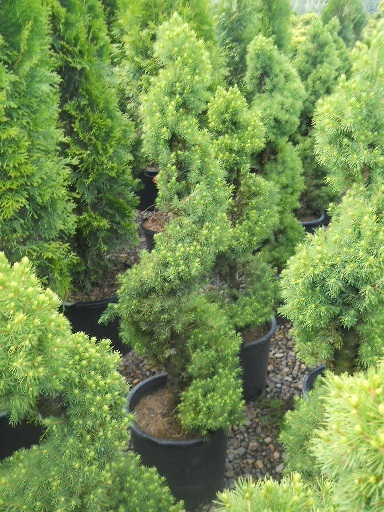 Picea gl and  'Conica' Spiral 5 gal