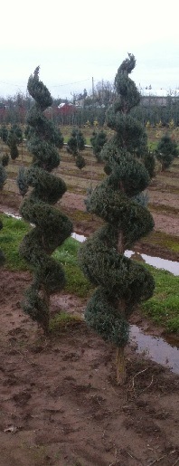 Juniperus s and  'Moonglow' Spiral