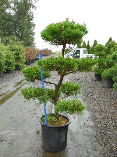 Pinus Contorta Pom Pom 10 gal and