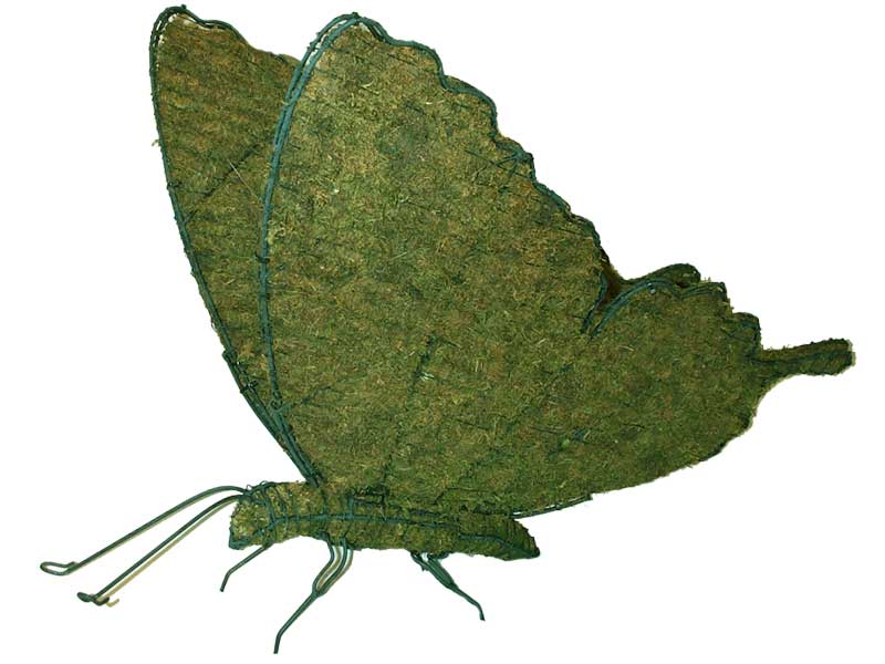 Butterfly, 25 inch   (Mossed) 25 inch  x 35 inch  x 23 inch