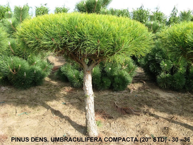 Pinus Dens and  Umbraculifera Compacta (20 inch   Std) (30 to 36 inch  )
