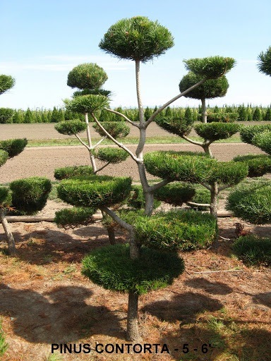 Pinus Contorta (5 to 6 feet )