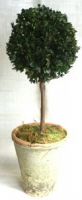 Single Ball Boxwood Topiary 20 inch Topiary