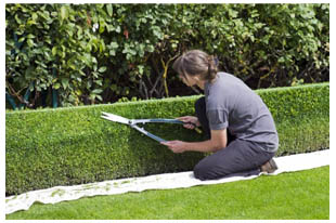 how to trim your topiary hedge