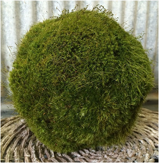  Moss topiaries with two pompoms
