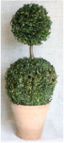double ball topiary on pot