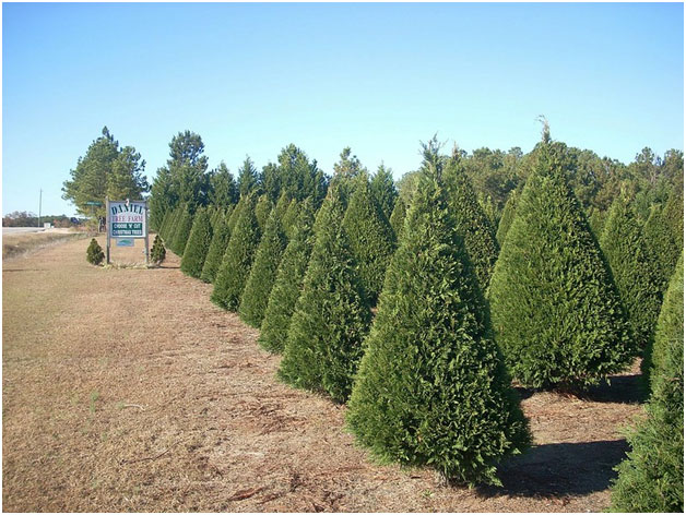 The Sustainability of Topiary Tree Farming